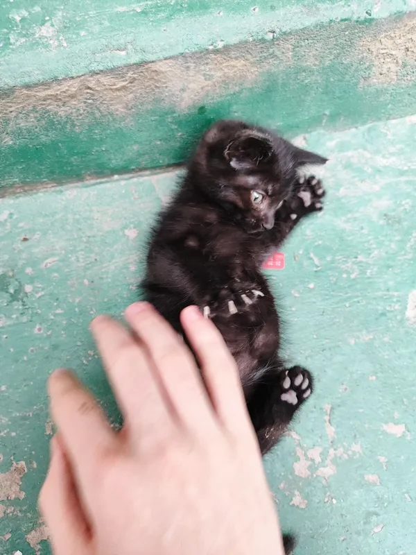 Черный котёнок, 1,5 месяца — фото 4