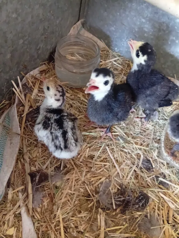 Kurka jo'jalari sotiladi 3 Kurka jo'jalari sotiladi 3