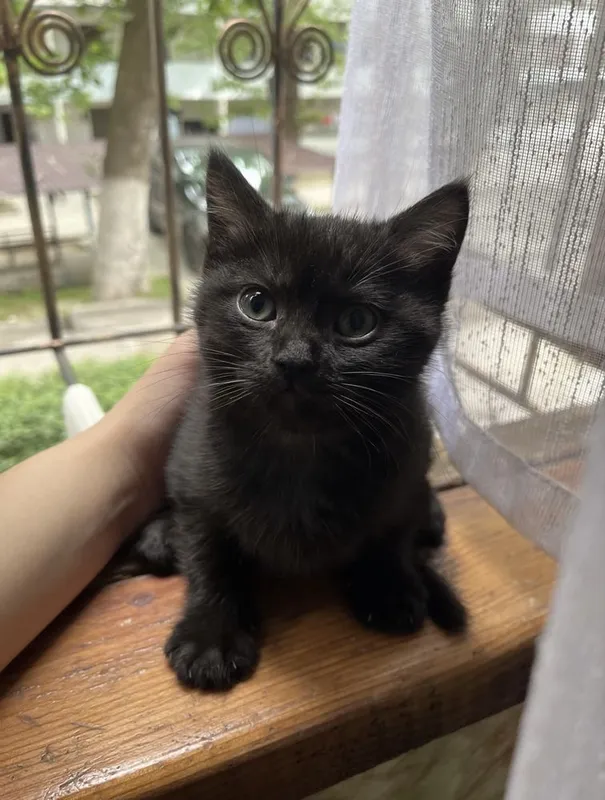 котенку 2 месяца, очень ласковый и тактильный