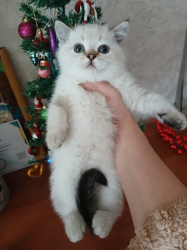 прдаю шиншил котят — фото 4