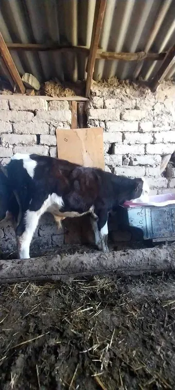 Гибрид ёш букача — фото 3