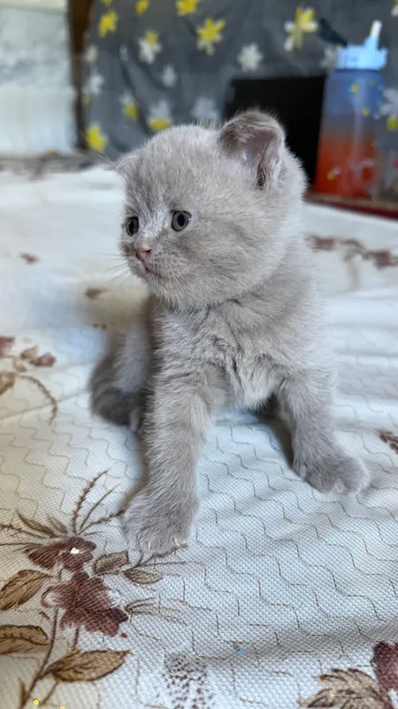 Котята породы скоттиш-фолд 4 Котята породы скоттиш-фолд 4
