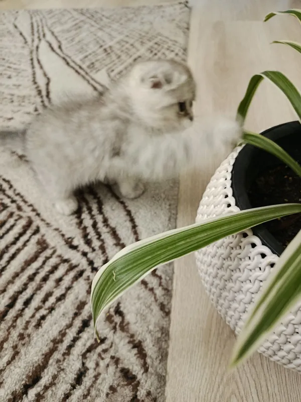 Скотч фолд кизалок