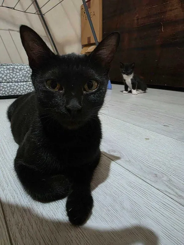 Отдам кошечку и котят в хорошие руки. Домашние, чистые , здоровые — фото 2