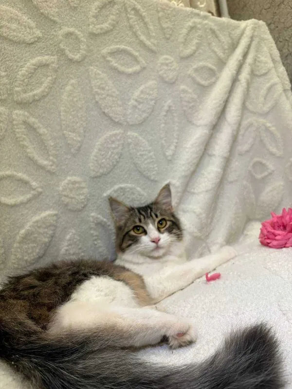 Подарю домашнего котика — фото 2