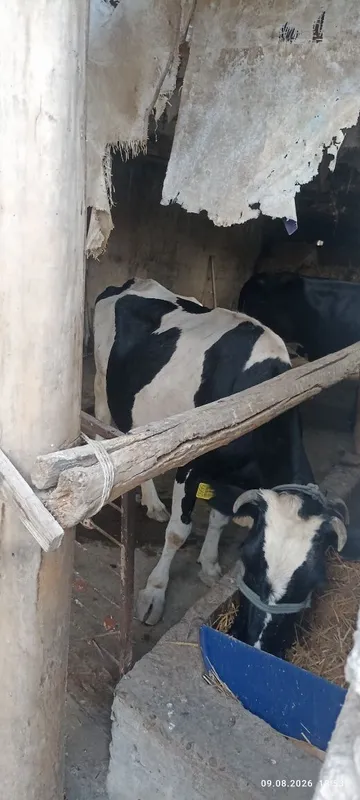 Ona bola sigir sotiladi 5 Ona bola sigir sotiladi 5