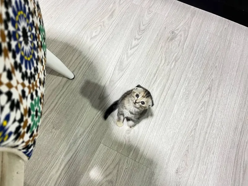 скотиш фолд мушуги — фото 1