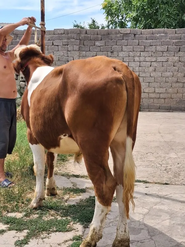 Buqa Simmental . 5