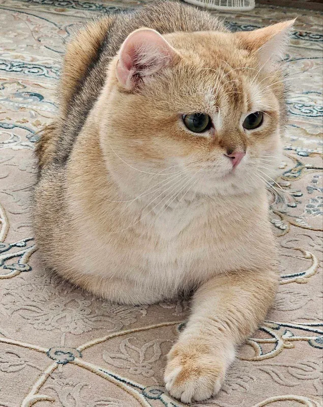 Продаются милые шотландские котята — фото 5