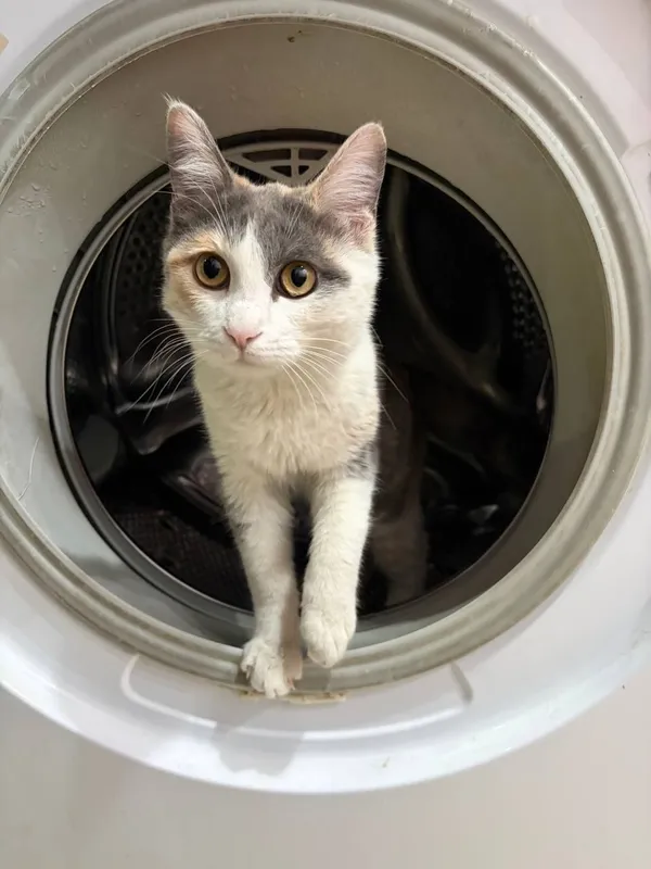 Котенок 7 месяцев, ищет свой дом! 3