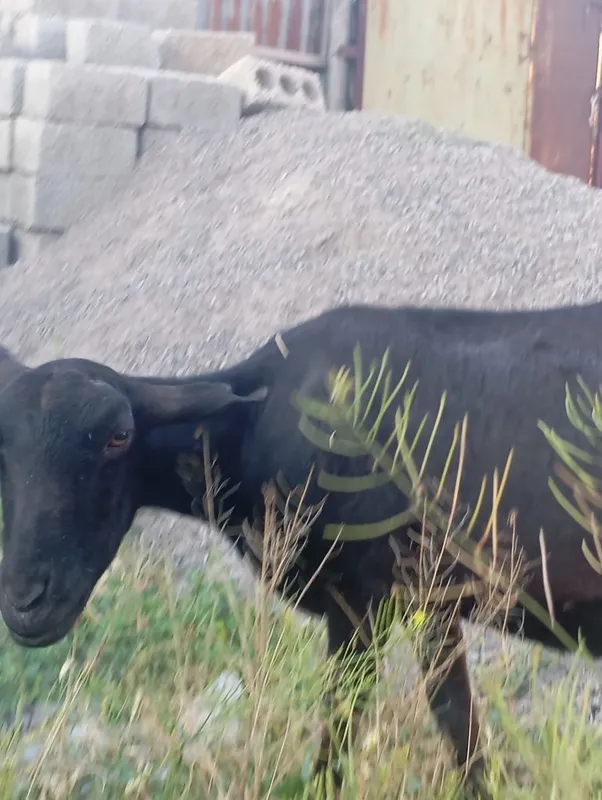 Echki sotiladi mursiyadan zodli echki 4 turishi 1 litr suti bor — фото 2