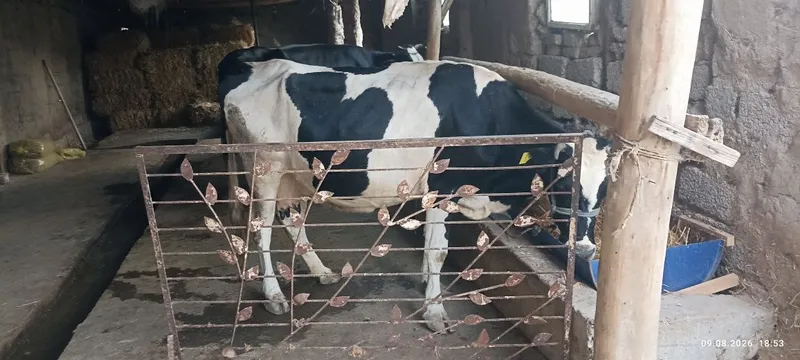 Ona bola sigir sotiladi 4 Ona bola sigir sotiladi 4