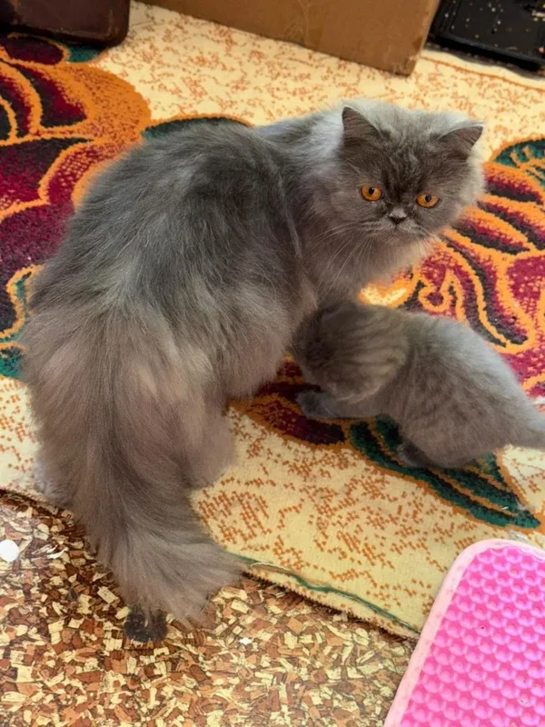 Продаются котята — фото 1 Продаются котята — фото 1