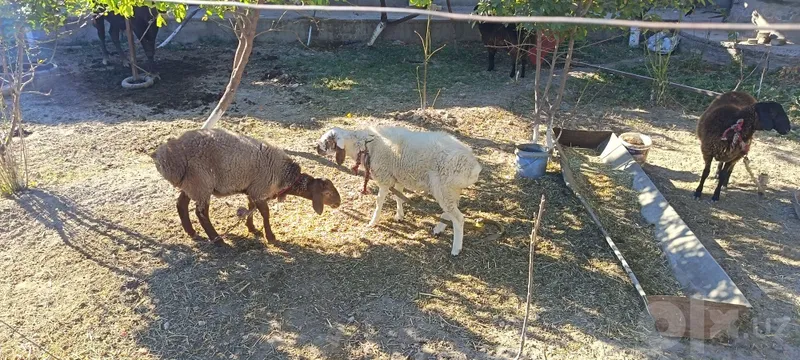 Quylar sotiladi 4 ta 2 Quylar sotiladi 4 ta 2