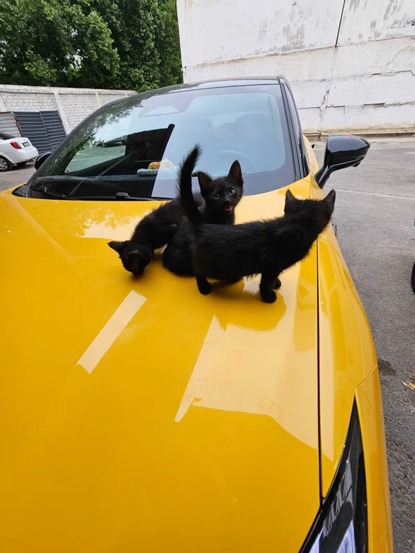 Котята в добрые руки — фото 1