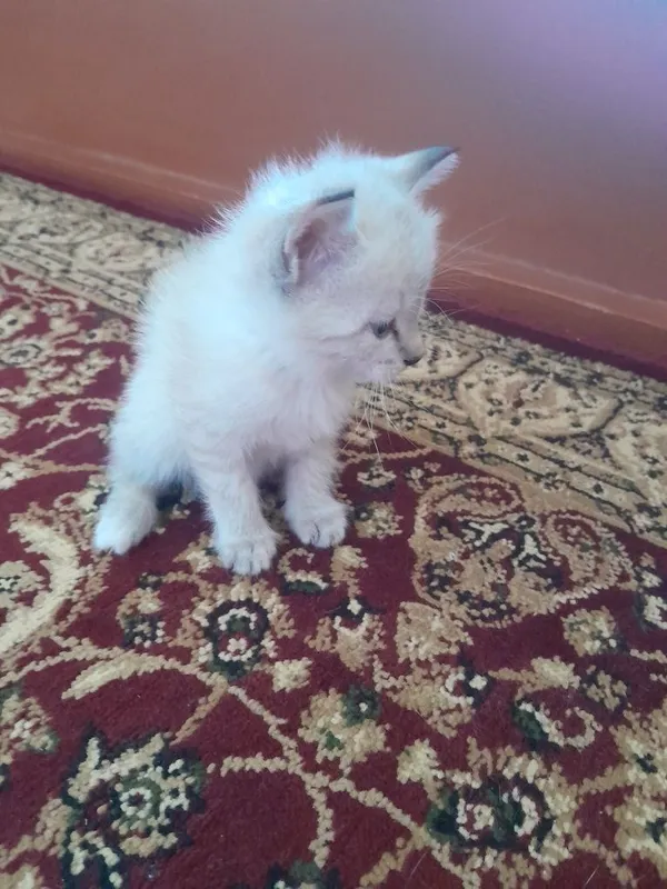 Продаётся котёнок — фото 1