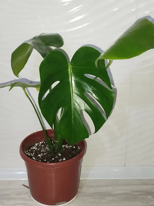 Monsterra Galland Delitsioza Monsterra Galland Delitsioza