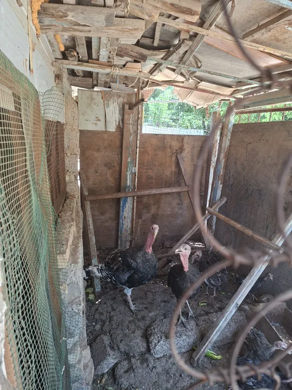 Soglom erke kurka bor 3 Soglom erke kurka bor 3