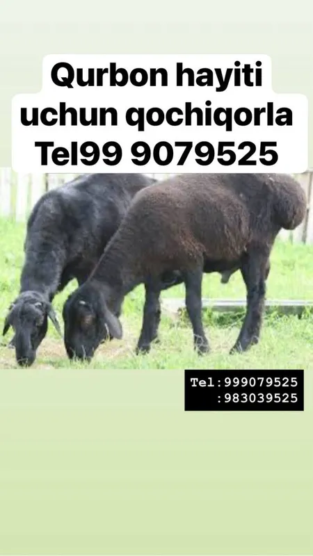 Qoylar sotiladi halol boqilgan
