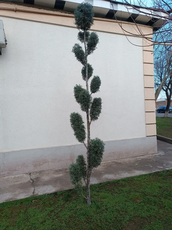 Archa kiparis Pon-Pon Bansay boyi 3.20 sotiladi