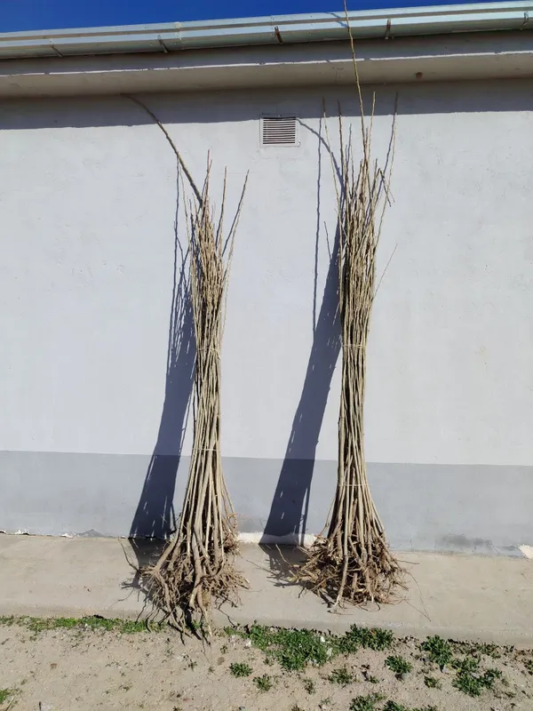 Терак ку́чатлар сотилади — фото 2