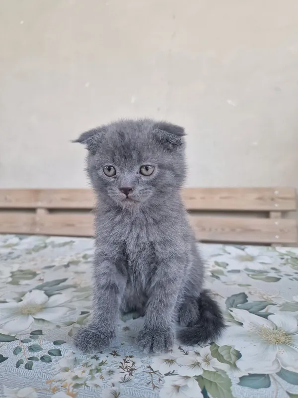 "Scottish fold" parodali mushukchalar — фото 2
