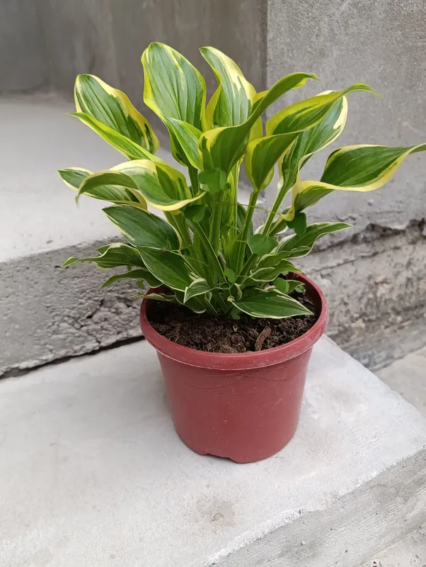 gullar hosta