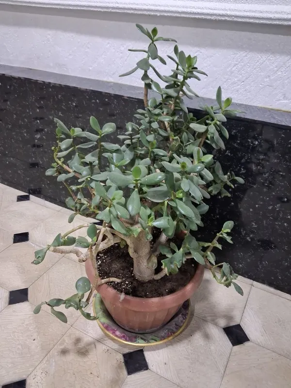Продаются цветы денежное дерево по 200-300тысяч сум — фото 1