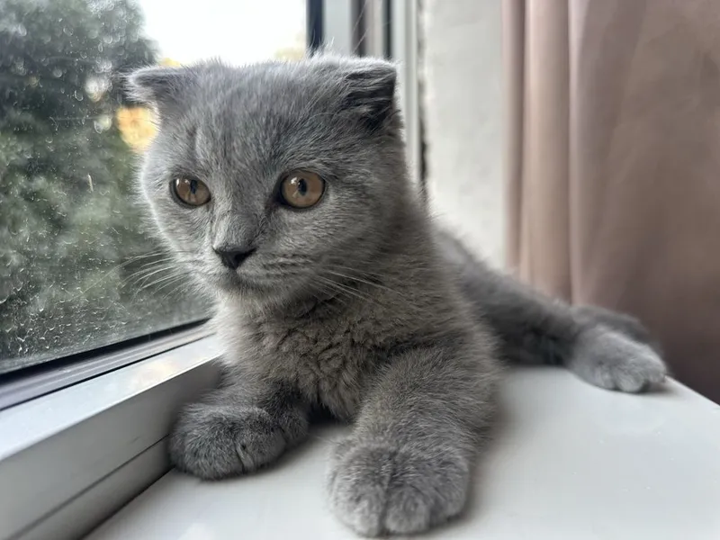 Котенок. Шотландский вислоухий мальчик, 3 месяца 4 Котенок. Шотландский вислоухий мальчик, 3 месяца 4