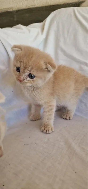 Котята шиншилла. — фото 5