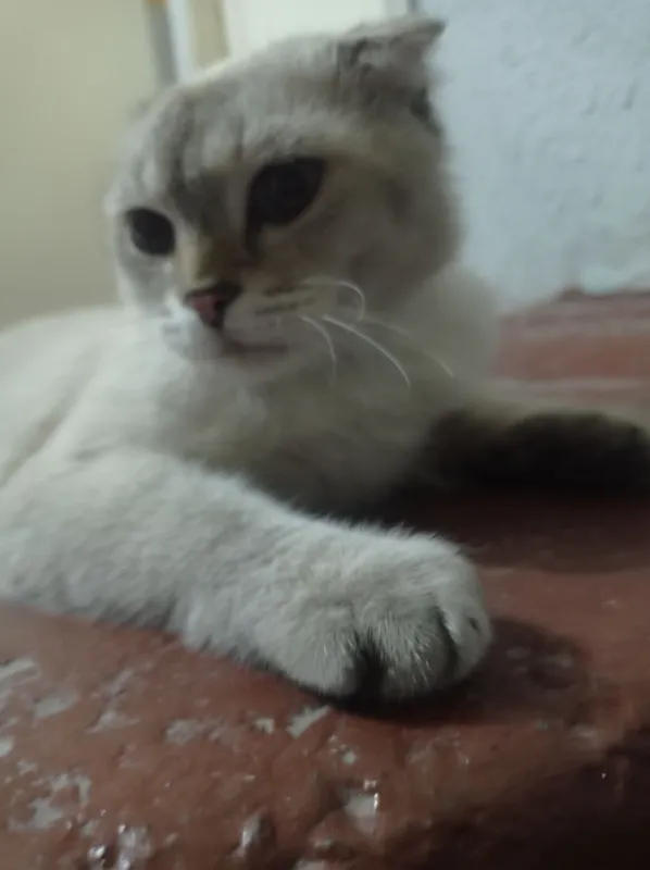 scottish fold mushugi 2 scottish fold mushugi 2