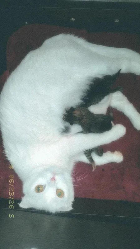 Продаётся кошка с котятами 1 Продаётся кошка с котятами 1