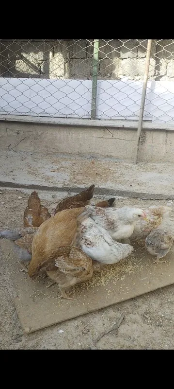 Продаются домашние цыплята — фото 3