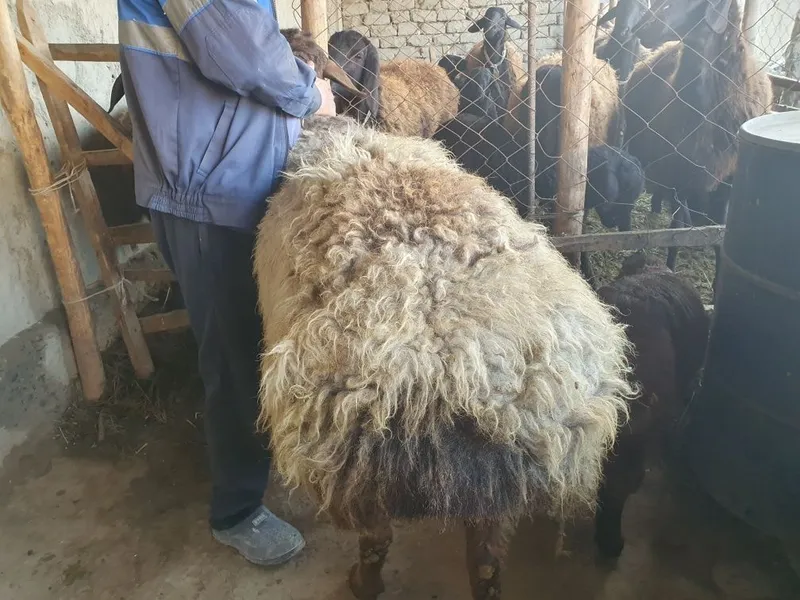 3 ta toza zotli hisori qozi qochqorlar sotiladi — фото 3