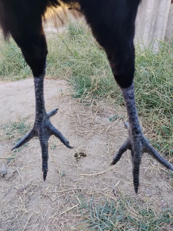 Ayam semani tovuq sotiladi koʻk tuhum 4 Ayam semani tovuq sotiladi koʻk tuhum 4