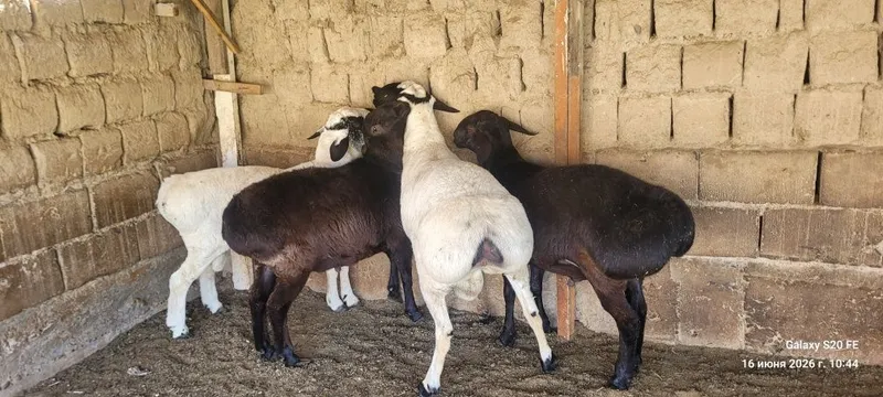 Toza zotli qóylar sotiladi, quloģi kesilmagan