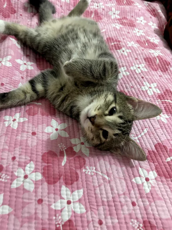 котенок в добрые руки 2 котенок в добрые руки 2