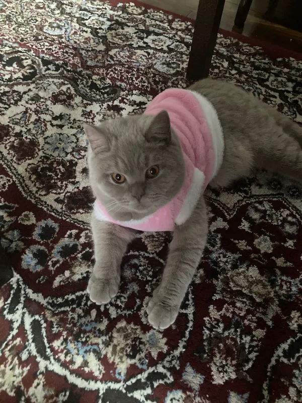 Продаётся кошка 3