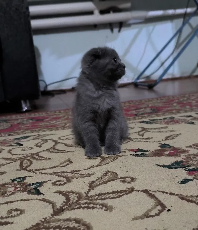 Котята чистой породы 1