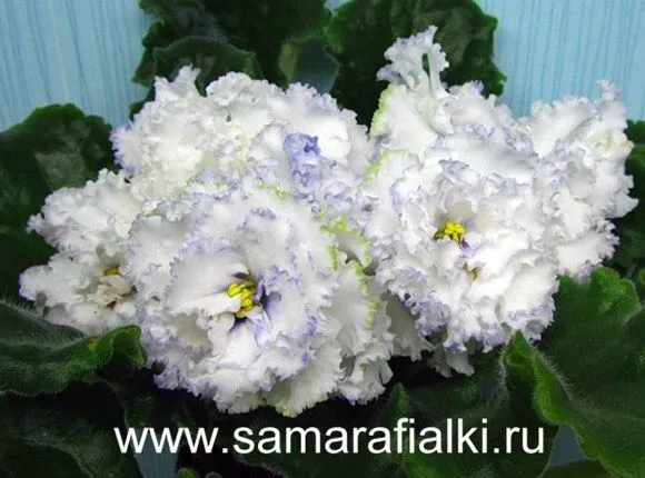 Продаются взрослые цветущие фиалки , а также детки — фото 4