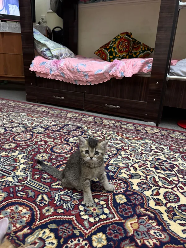 Кошки породистые 1 Кошки породистые 1