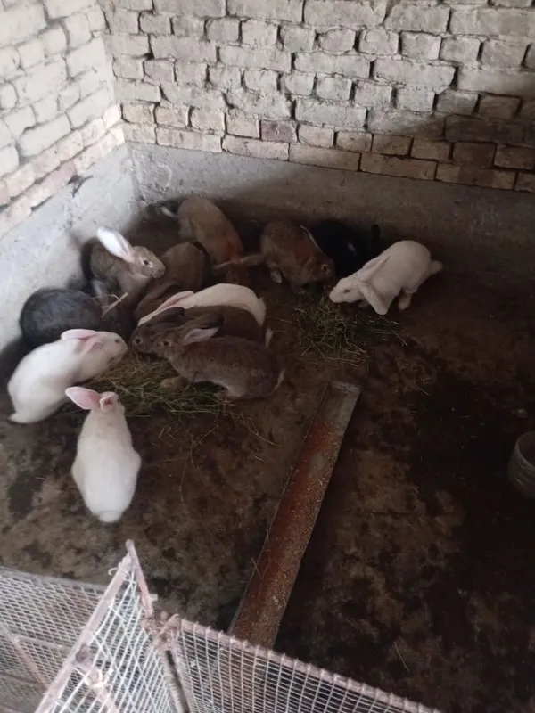Quyonla sotiladi 50 mingdan 400 yuz mingacha 5