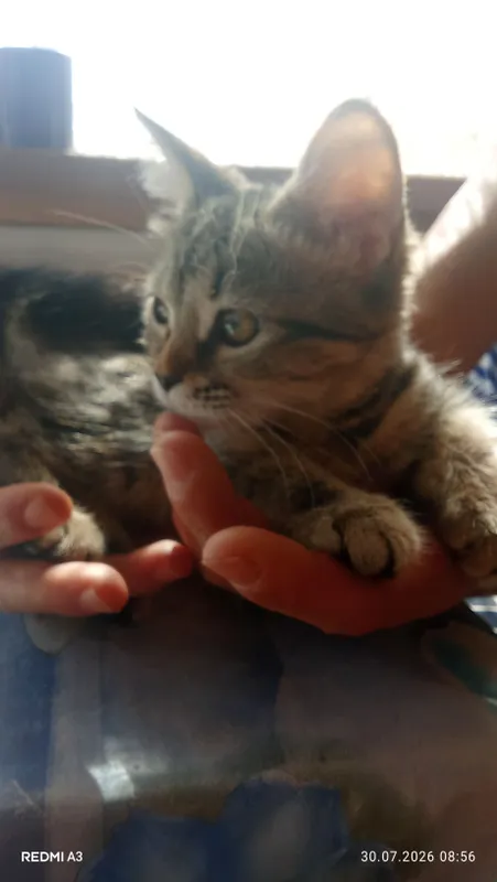 катенок скотиш фолд девочка 1