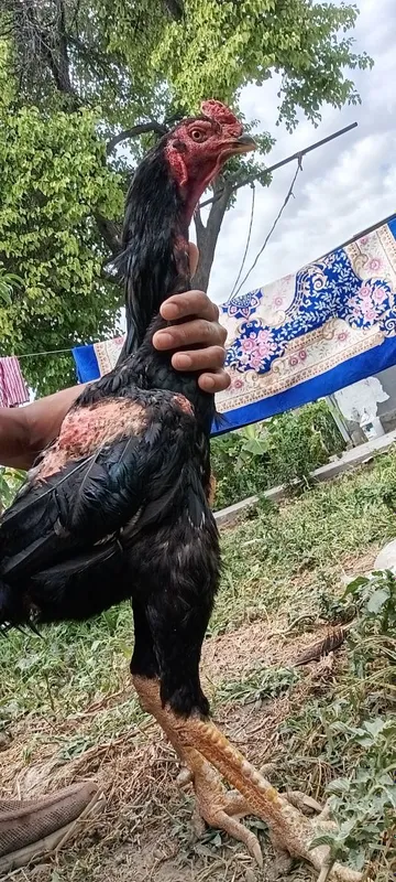 Jangchi huroz va jujalari sotiladi 3 Jangchi huroz va jujalari sotiladi 3