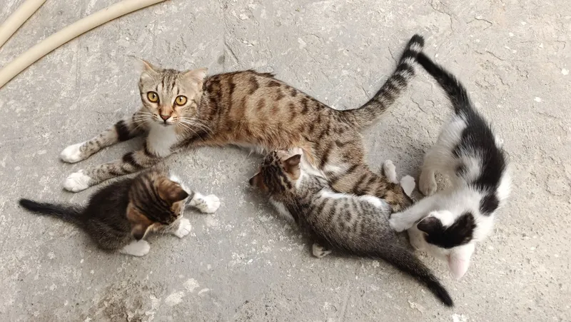 Mushuk bolalari bilan 2 Mushuk bolalari bilan 2