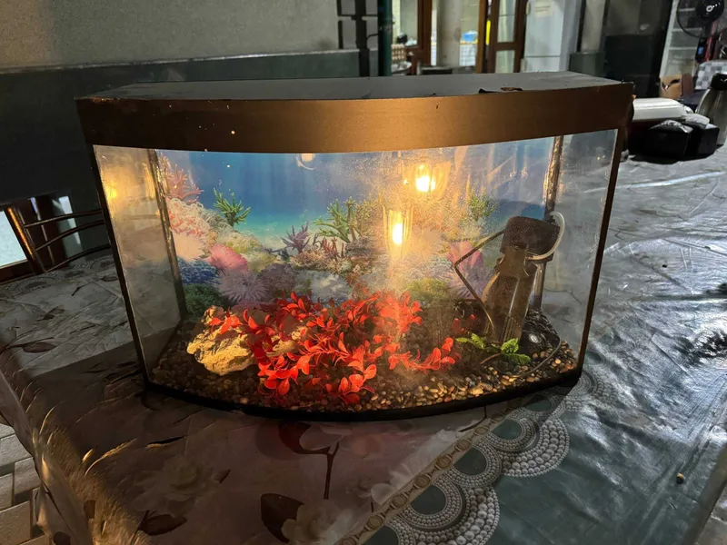 Akvarium, baliqlar uchun 2 Akvarium, baliqlar uchun 2