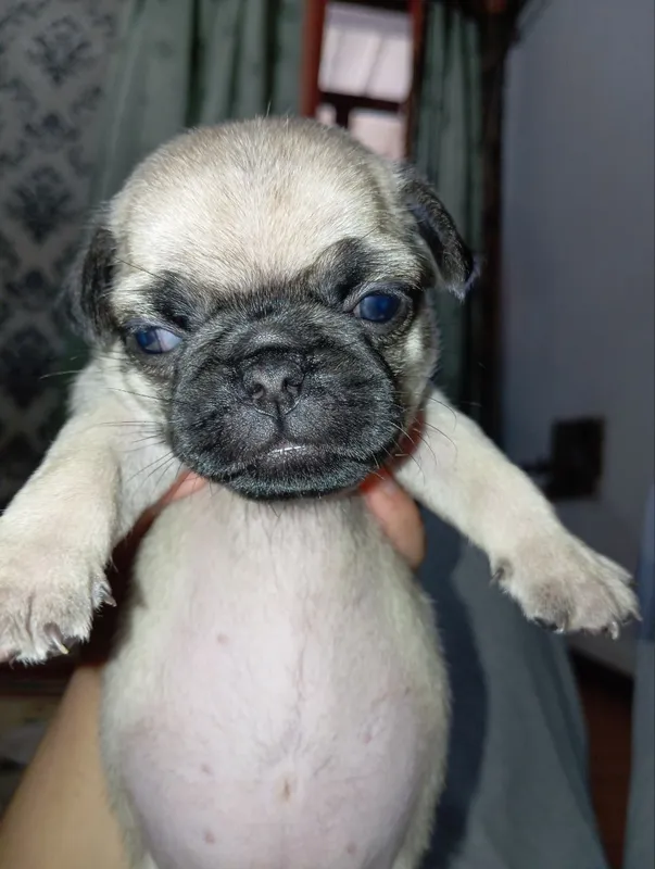 mops kuchukchalari sotiladi 2 mops kuchukchalari sotiladi 2
