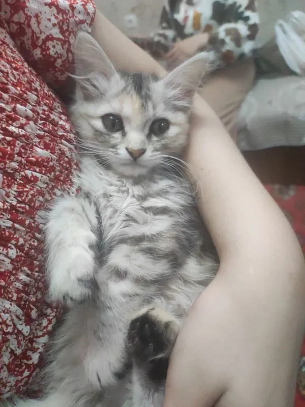Domestic Longhair uy mushugi