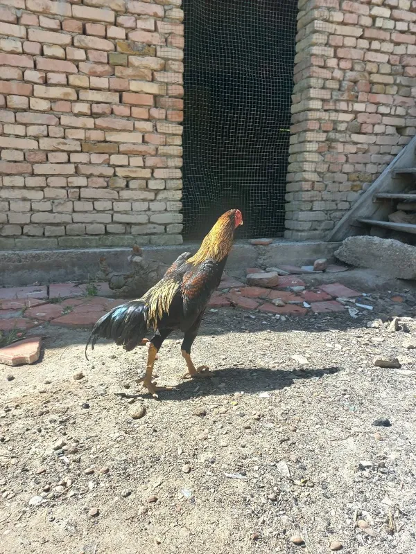 O Shamo. Chorni panterrani bolasi sotuvda dakan . — фото 2
