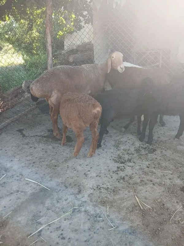 Egizak Ona bola qo'y sotiladi 1